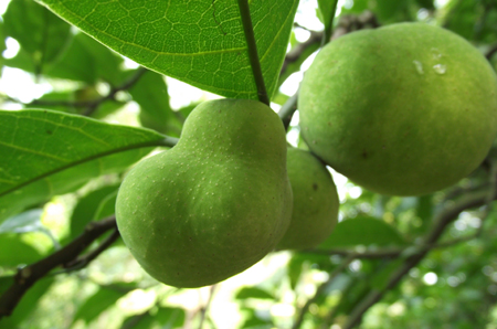 Artocarpus tonkinensis